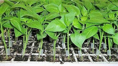 Injerto Pimiento Laimund 3|Injerto